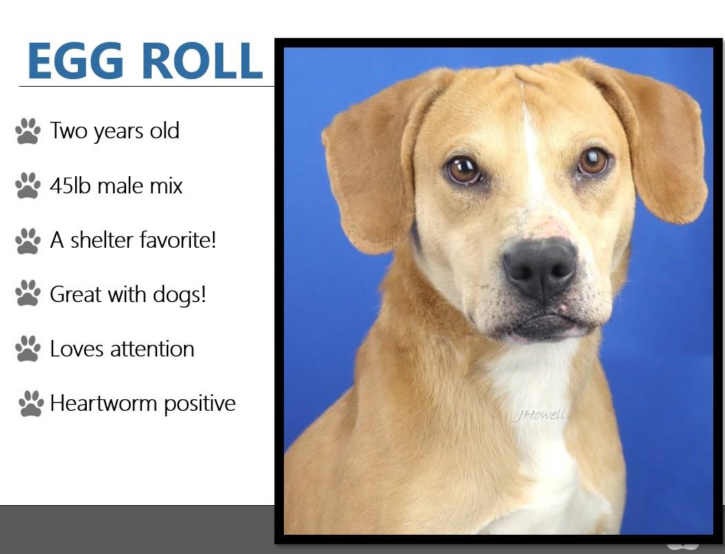 Foster Me! EGGROLL