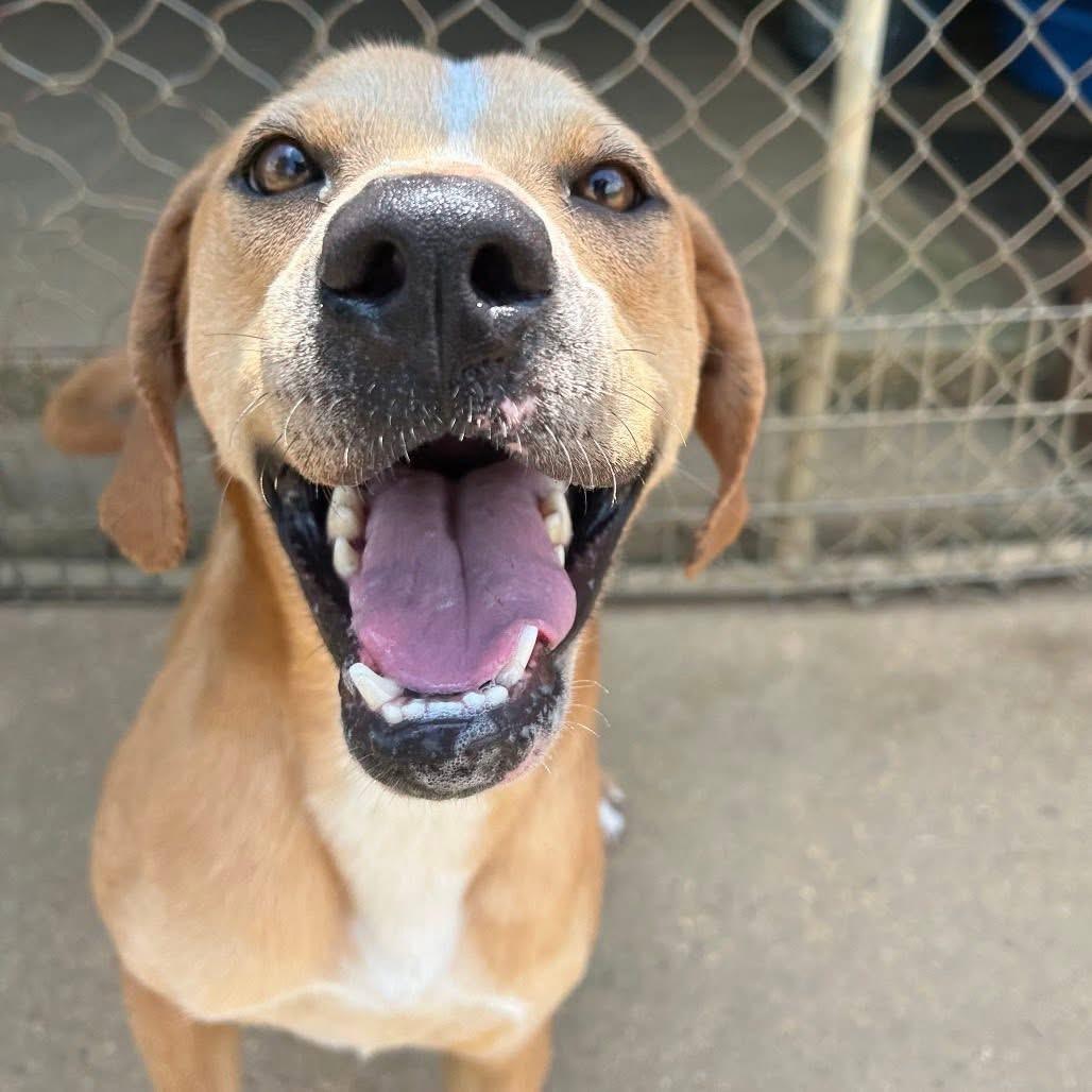 Foster Me! EGGROLL