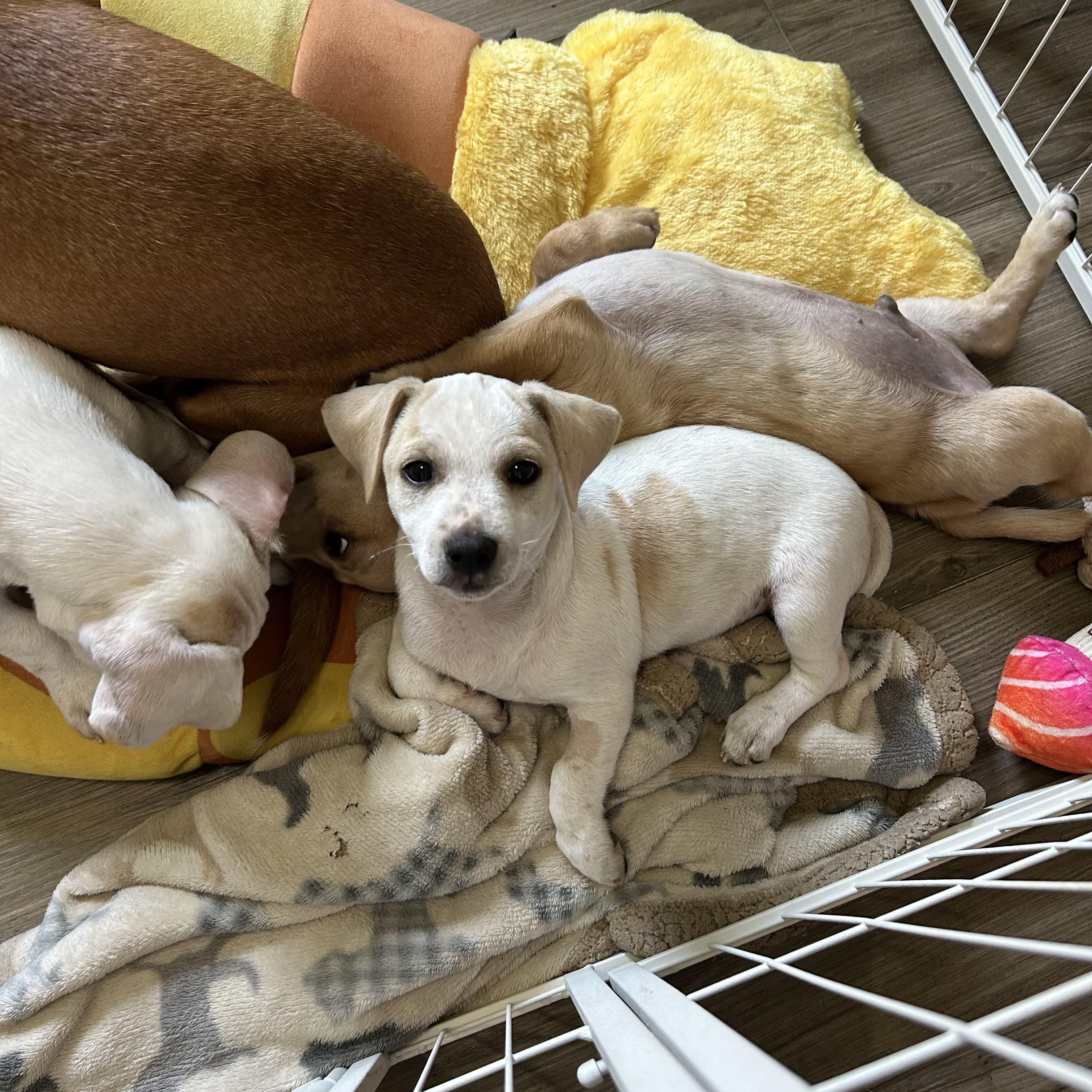 Enlarge Bambi, a Adoptable mixed breed in Chickasha, OK image 1/1
