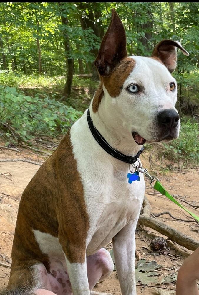 Enlarge Basil, a Adoptable mixed breed in Youngsville, NC image 1/6