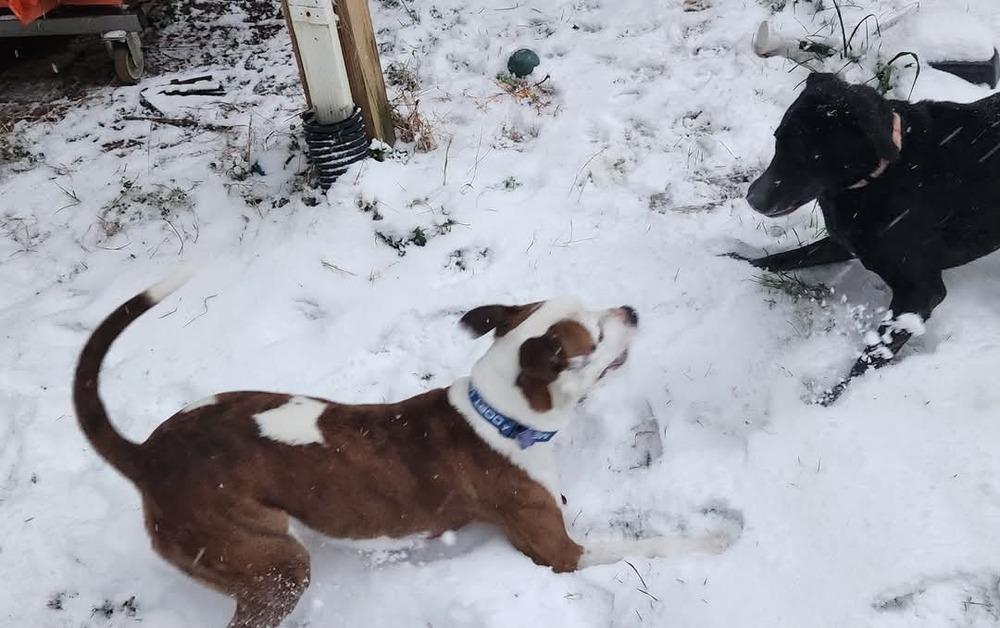 Enlarge Basil, a Adoptable mixed breed in Youngsville, NC image 2/6