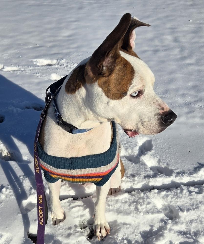 Enlarge Basil, a Adoptable mixed breed in Youngsville, NC image 3/6