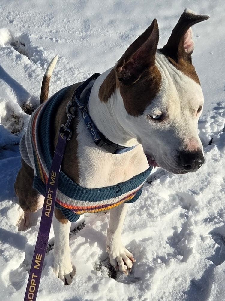 Enlarge Basil, a Adoptable mixed breed in Youngsville, NC image 5/6
