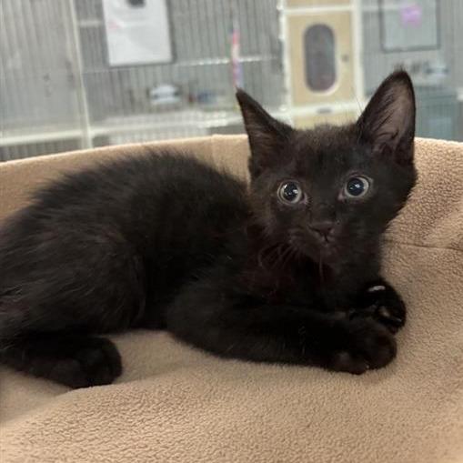 Ribeye, Adoptable, Kitten Male Domestic Short Hair.
