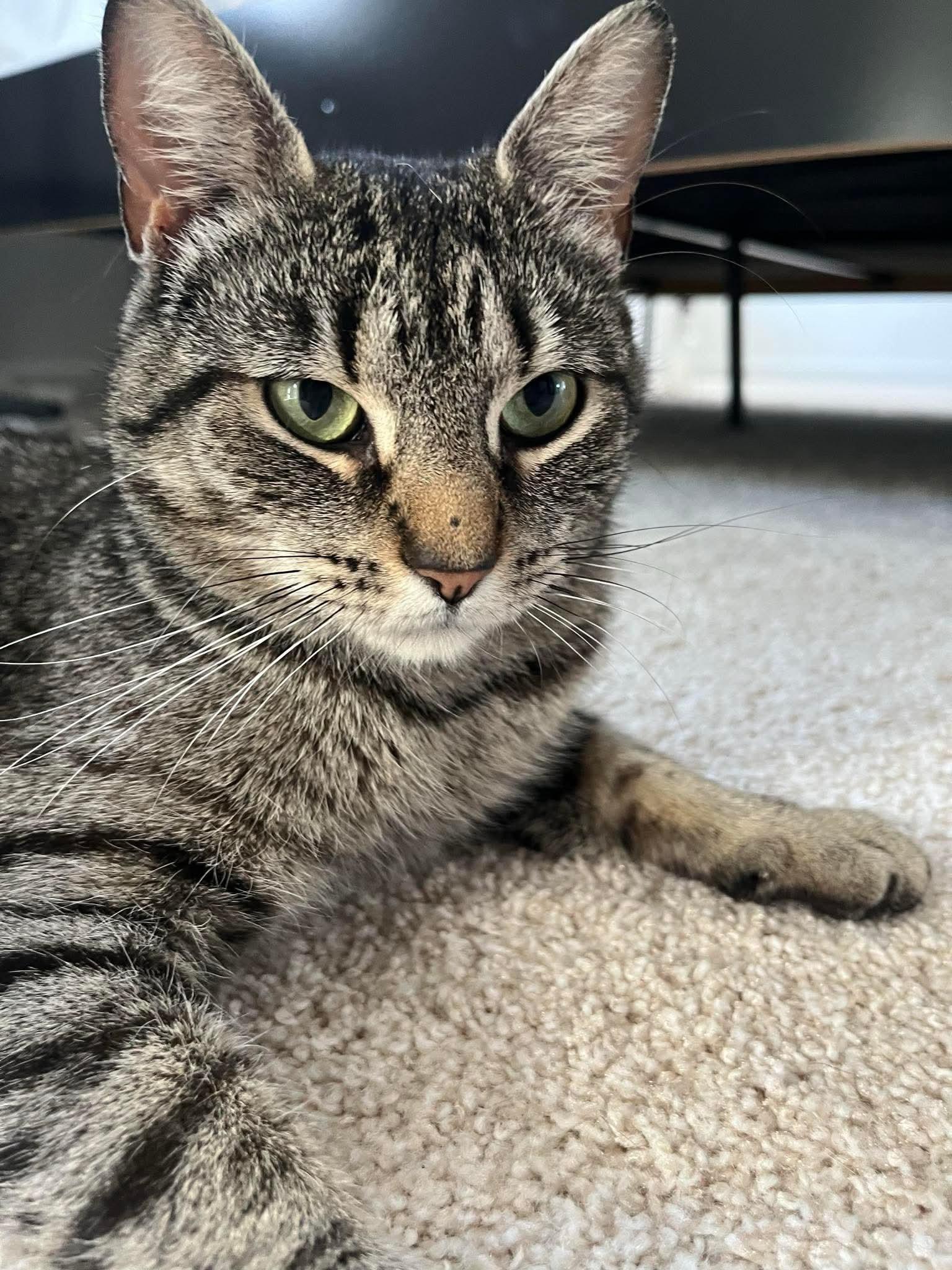 Noelle, Adoptable, Young Female Tabby.