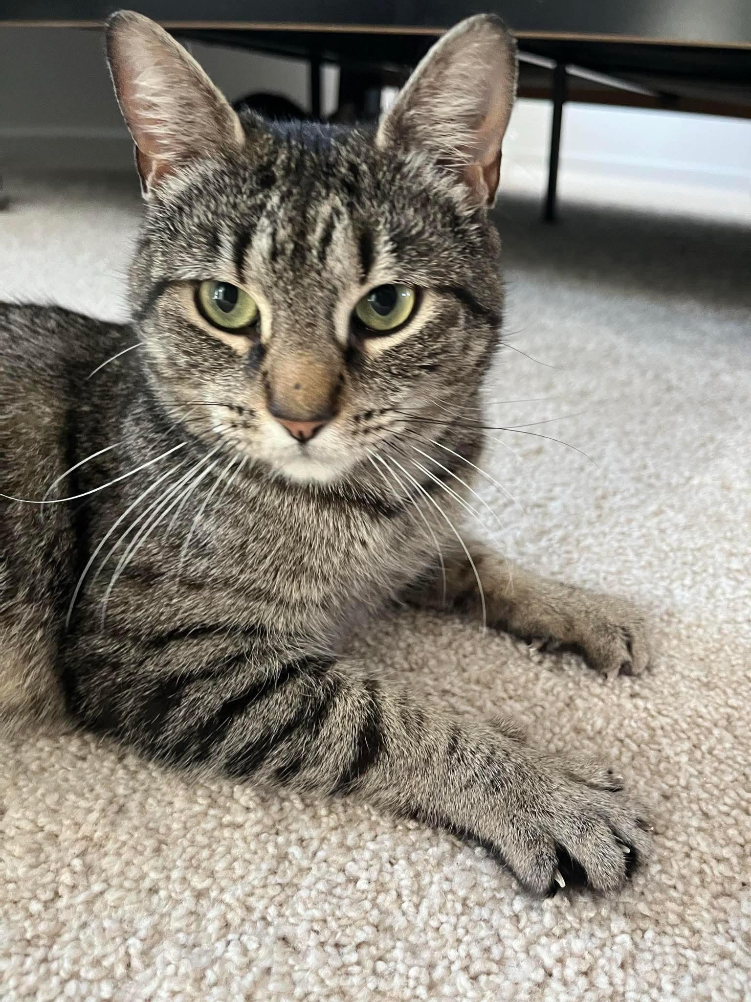 Noelle, a Adoptable Tabby in Westville, NJ image 3/6