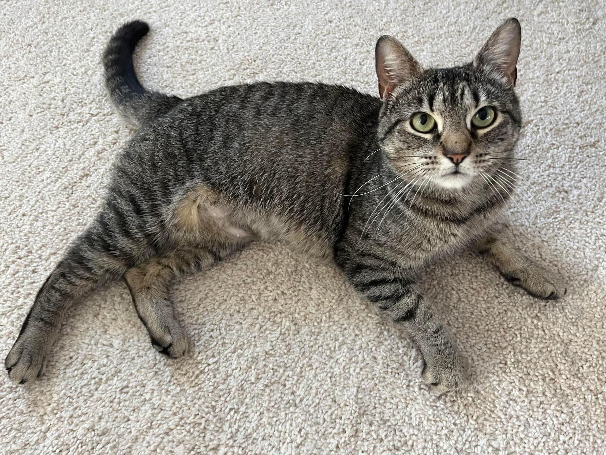 Noelle, a Adoptable Tabby in Westville, NJ image 4/6