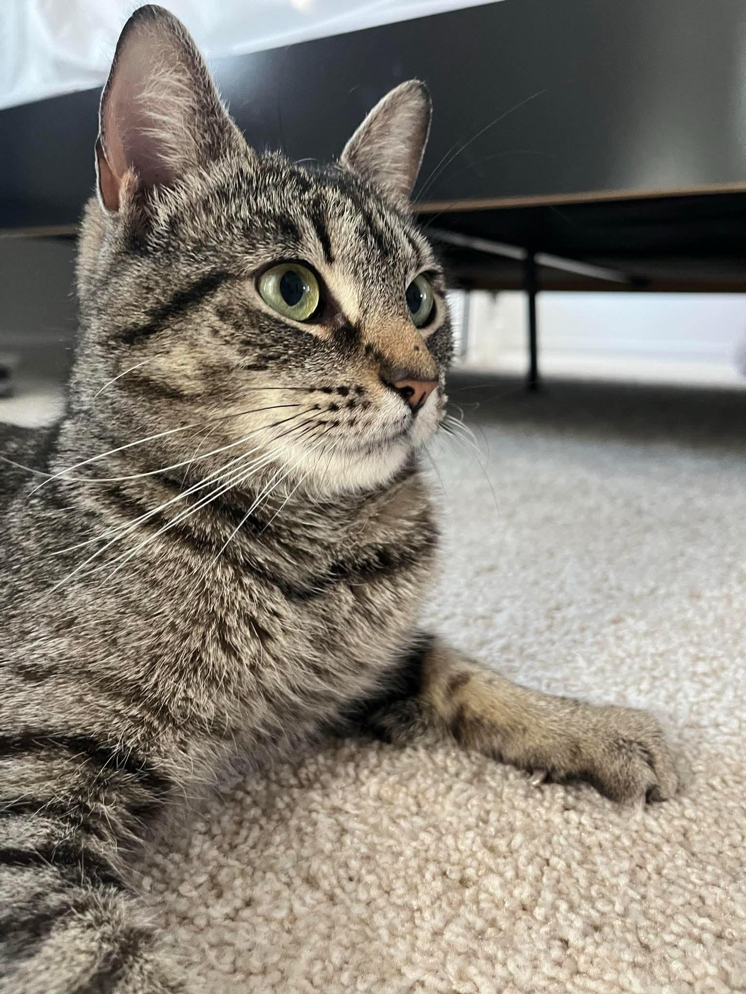 Noelle, a Adoptable Tabby in Westville, NJ image 5/6