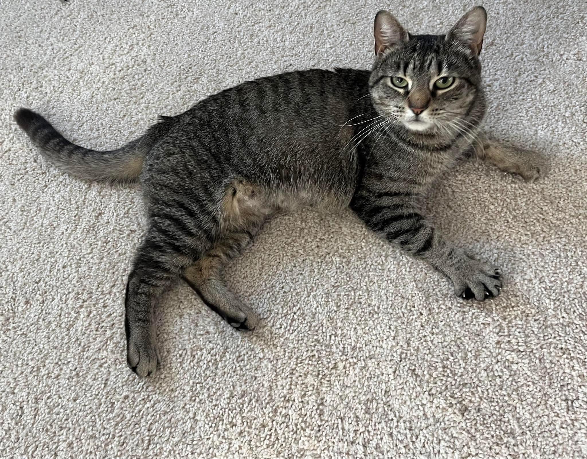 Noelle, a Adoptable Tabby in Westville, NJ image 6/6