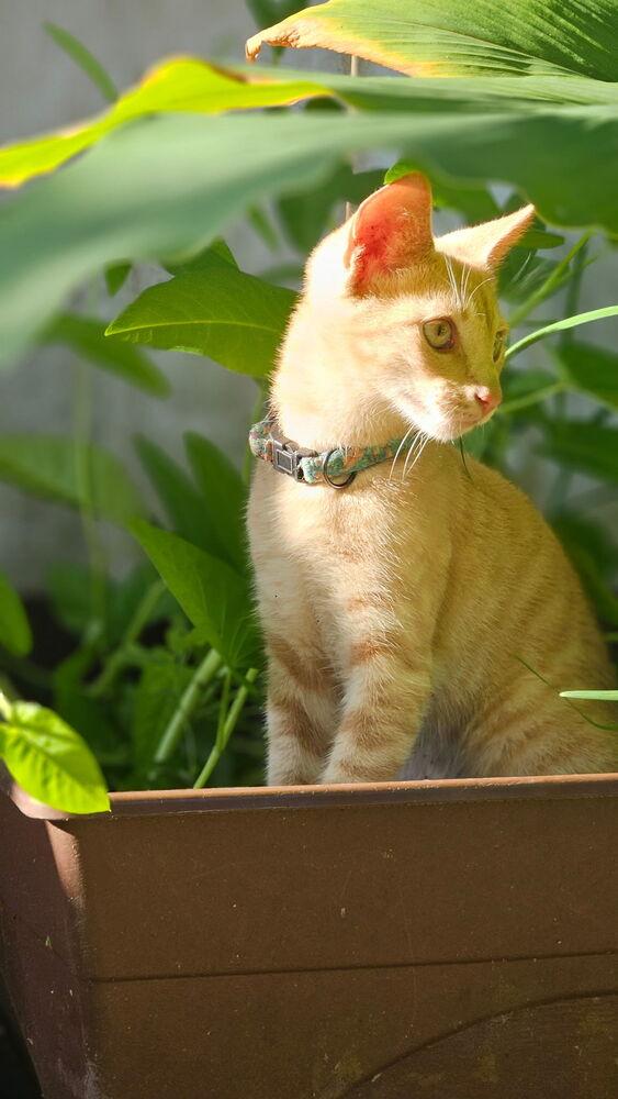 Goblin, Adoptable, Kitten Male Domestic Short Hair.