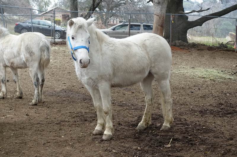 Pearl - Mare/Grey/Pony/Project Horse, Adopted, Adult Female Pony.