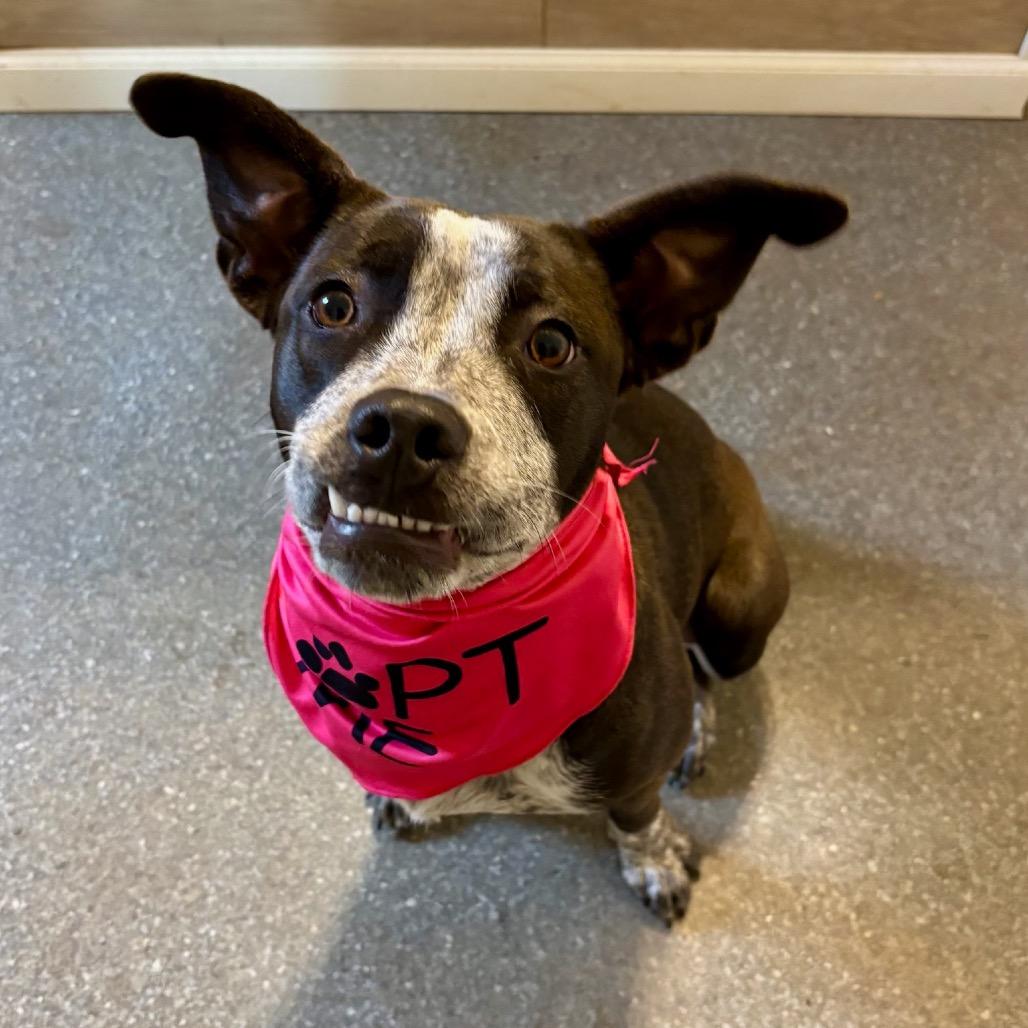 Styx, Adoptable, Adult Female Cattle Dog & Pointer.