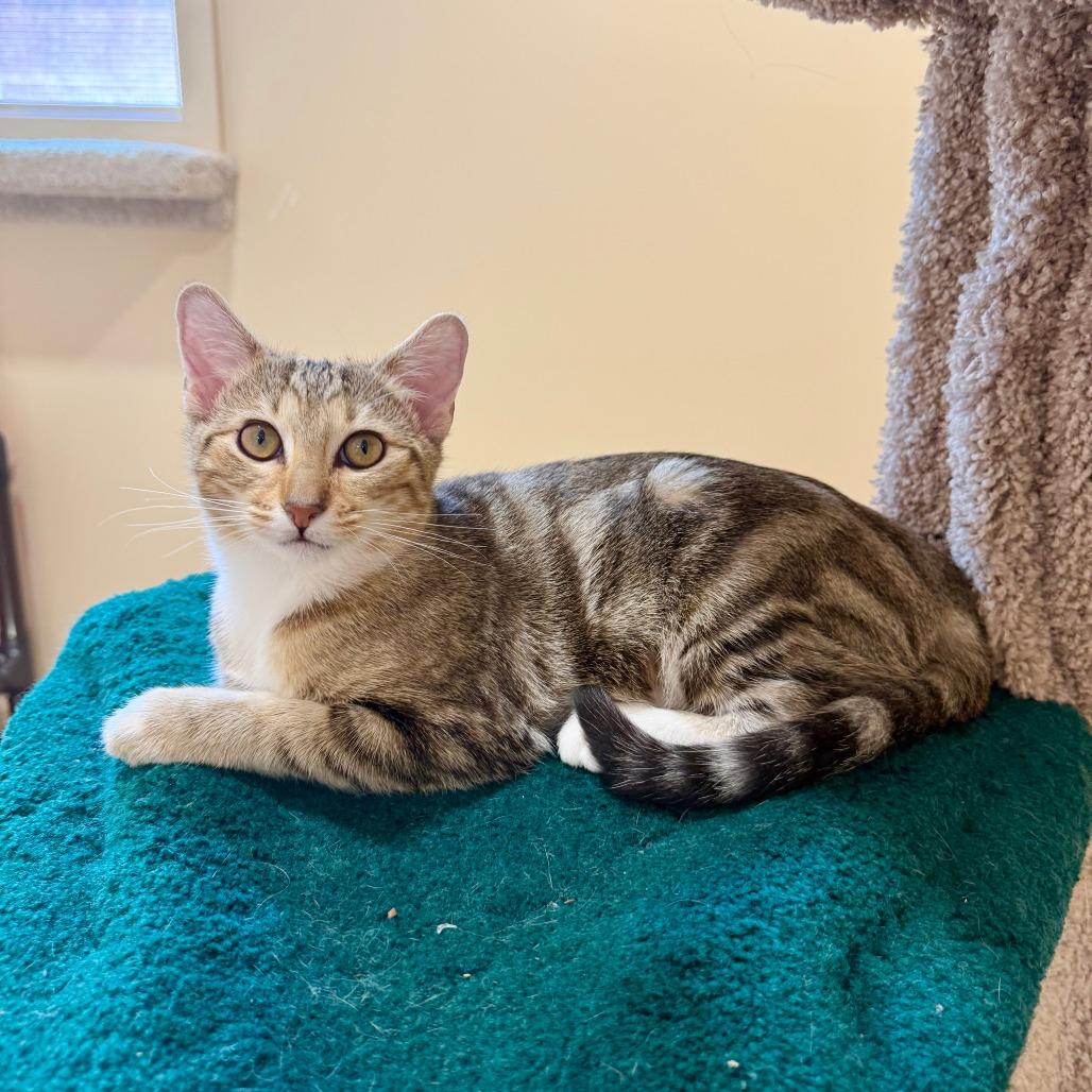 Siena, Adoptable, Kitten Female Domestic Short Hair.