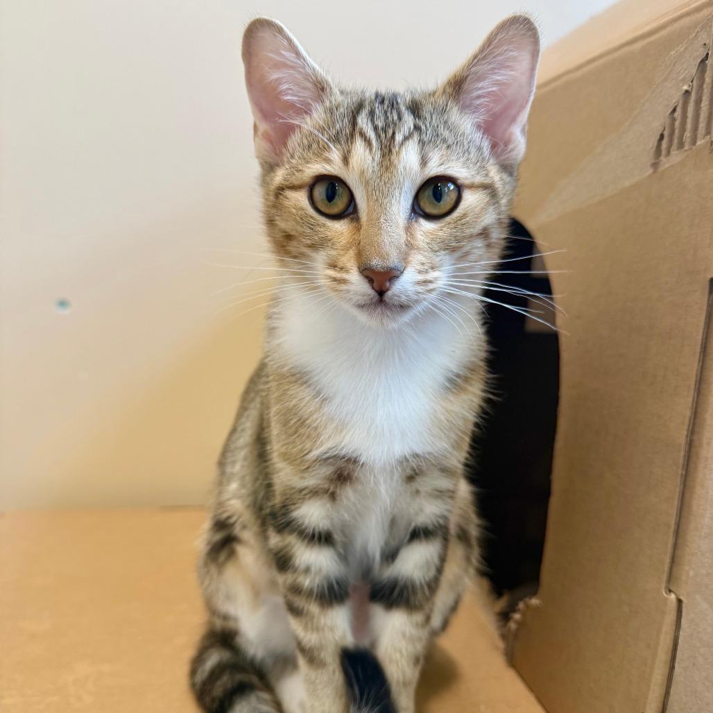Siena, Adoptable, Kitten Female Domestic Short Hair.