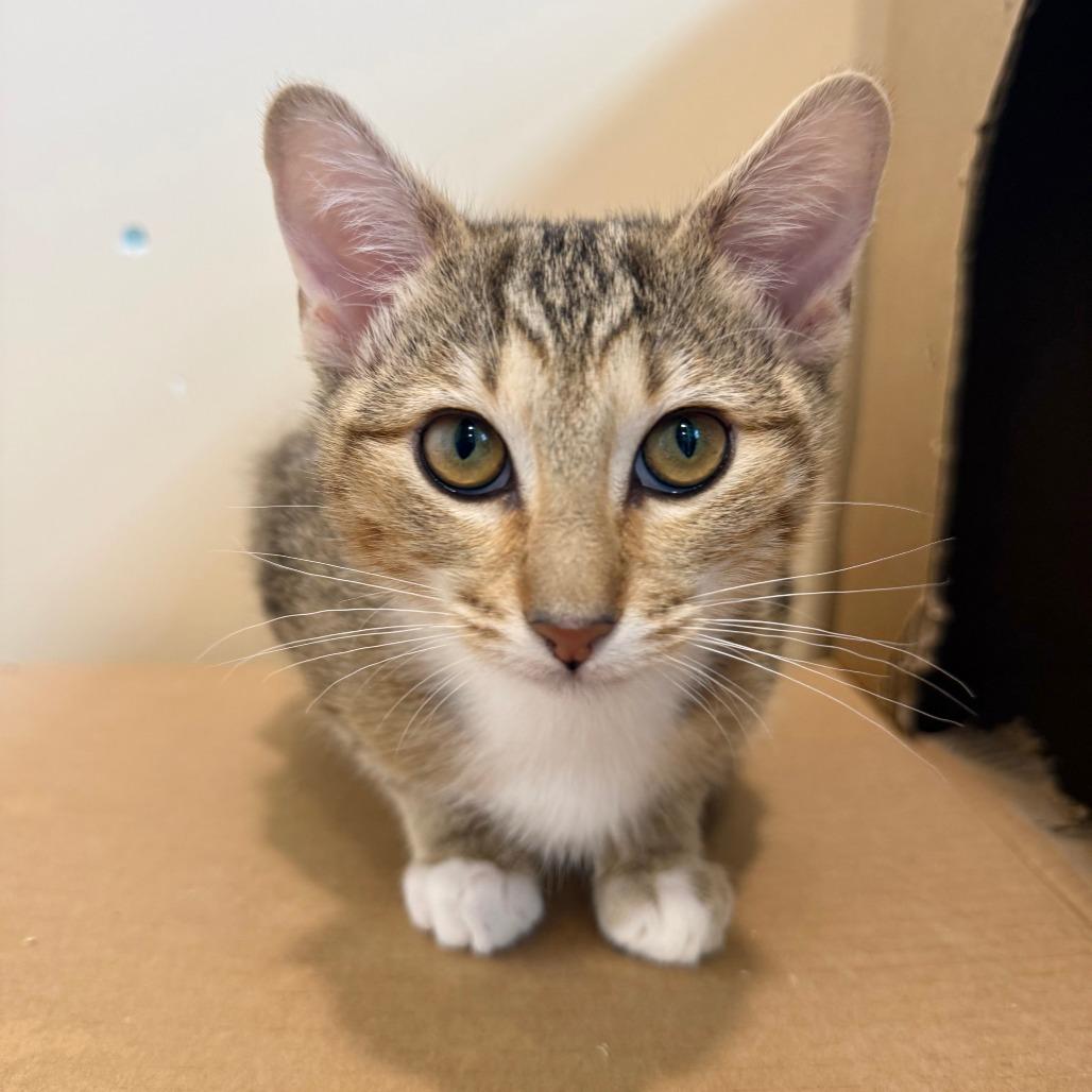 Enlarge Siena, a Adoptable Domestic Short Hair in Agoura Hills, CA image 2/6