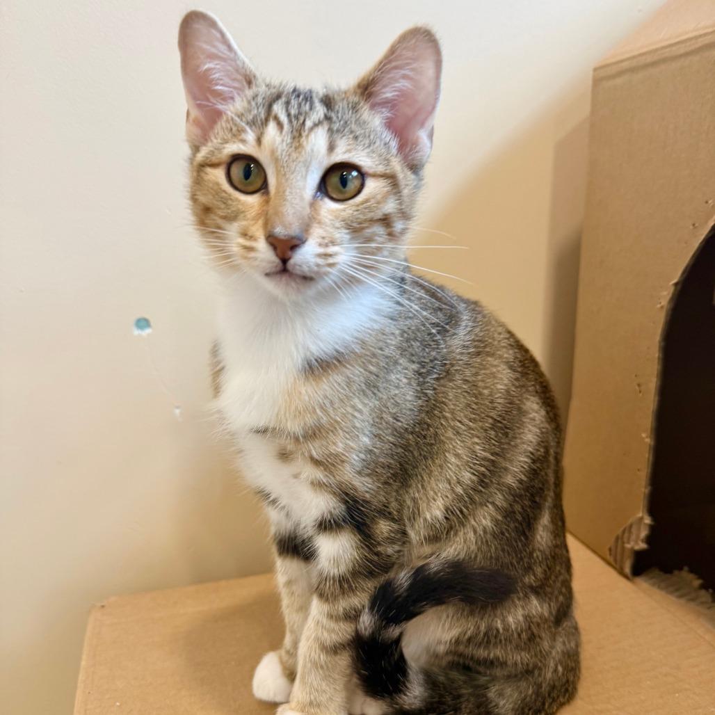 Enlarge Siena, a Adoptable Domestic Short Hair in Agoura Hills, CA image 3/6