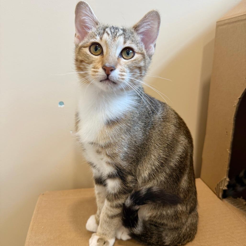 Enlarge Siena, a Adoptable Domestic Short Hair in Agoura Hills, CA image 4/6