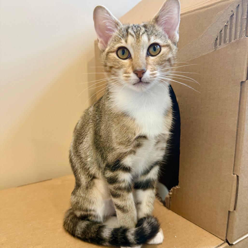 Enlarge Siena, a Adoptable Domestic Short Hair in Agoura Hills, CA image 5/6
