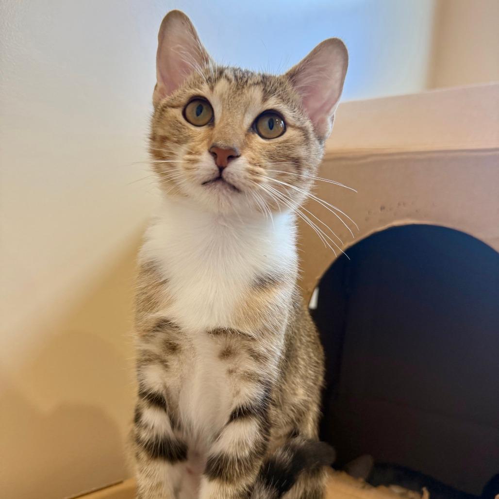 Enlarge Siena, a Adoptable Domestic Short Hair in Agoura Hills, CA image 6/6