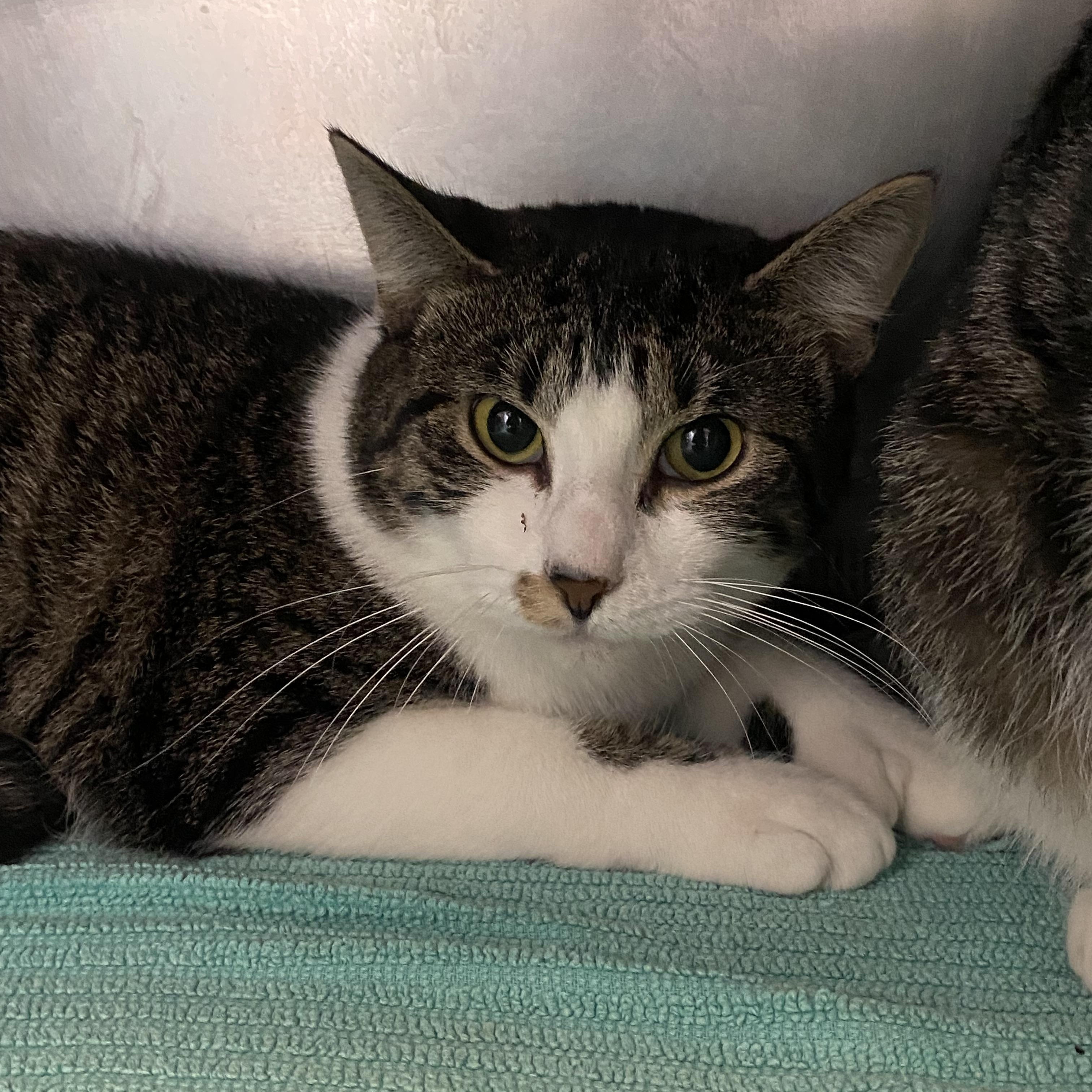 Gracie and Kirby, a Adoptable Domestic Short Hair image 2/3