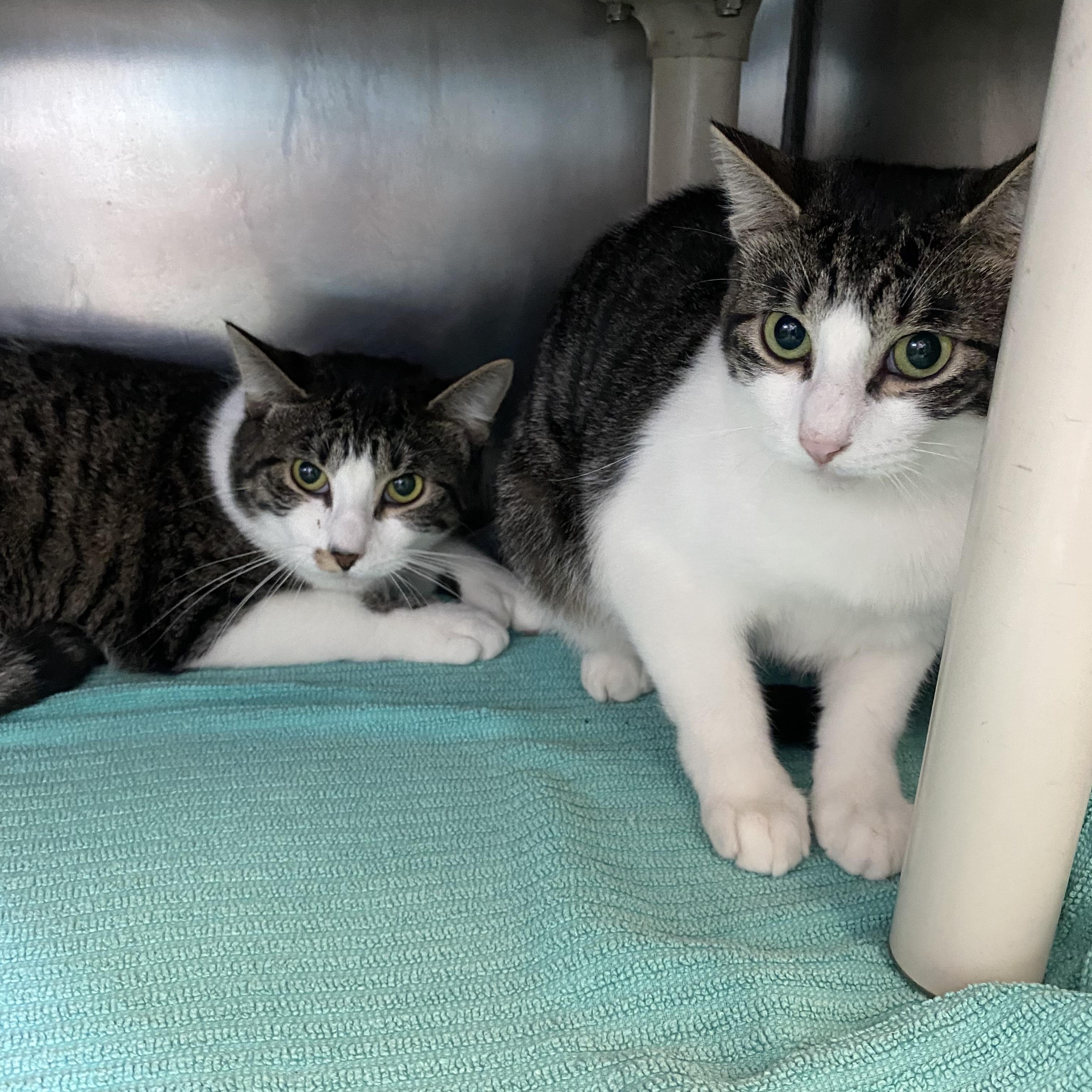 Gracie and Kirby, a Adoptable Domestic Short Hair image 1/3