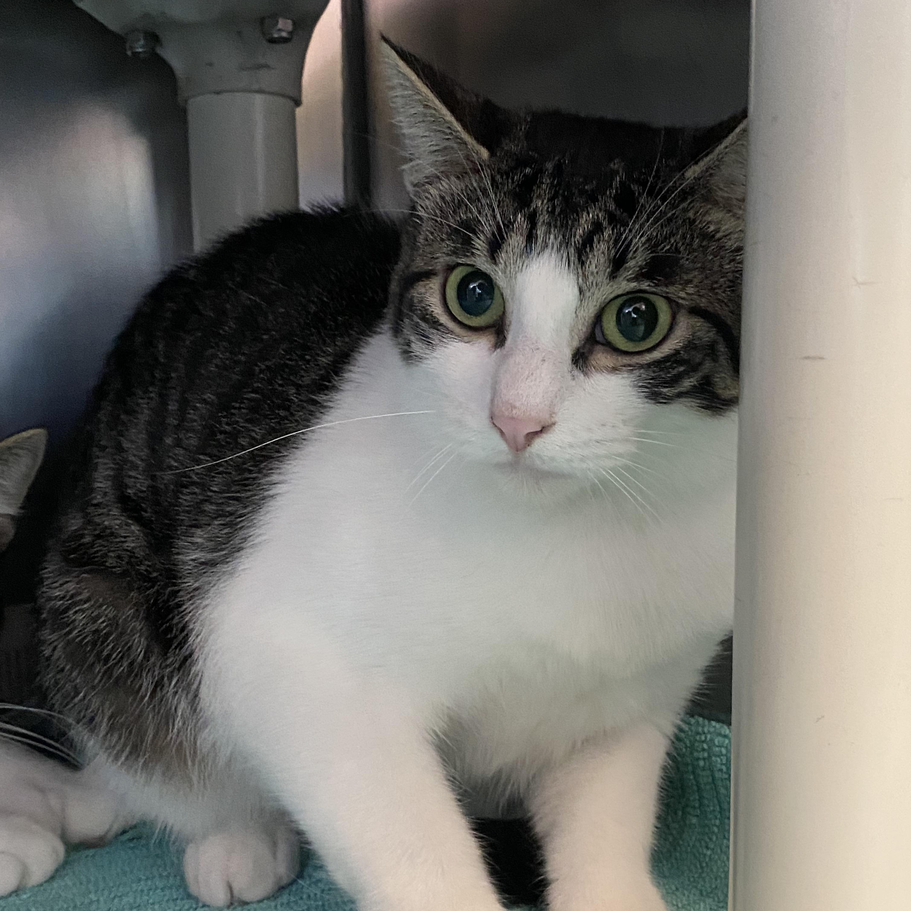 Gracie and Kirby, a Adoptable Domestic Short Hair image 3/3