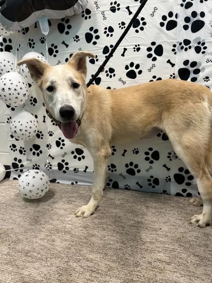 Enlarge Fergie, a Adoptable mixed breed in Seagoville, TX image 1/3