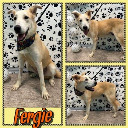 Enlarge Fergie, a Adoptable mixed breed in Seagoville, TX image 3/3