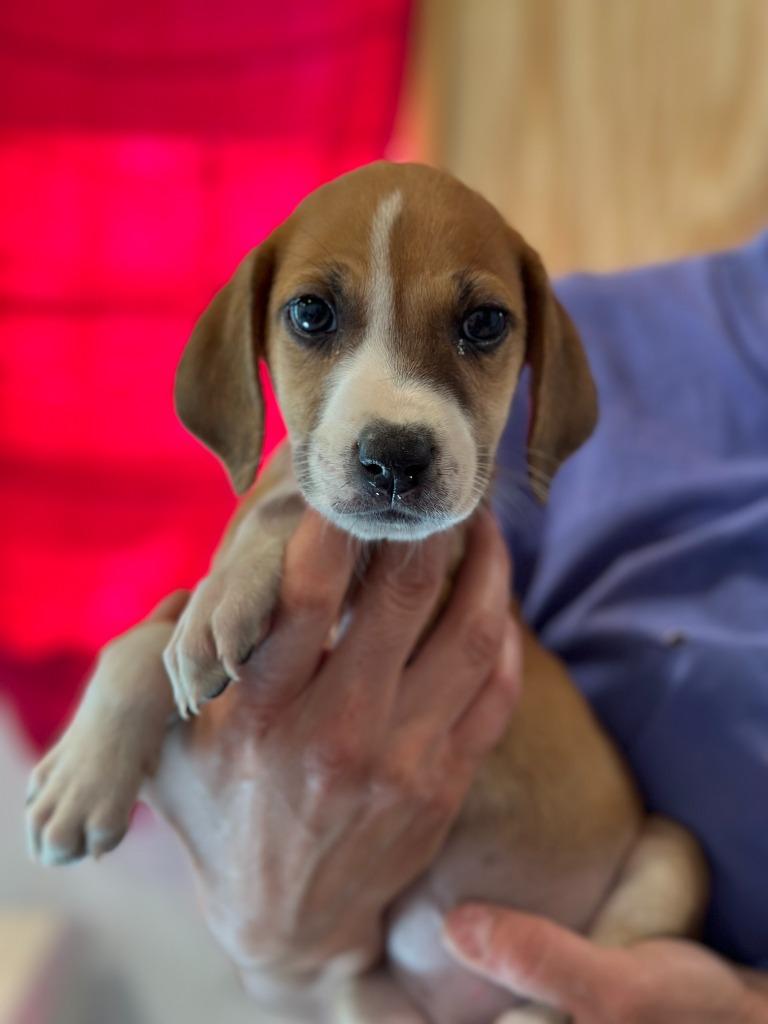 Avery, Adopted, Adult Female Hound.