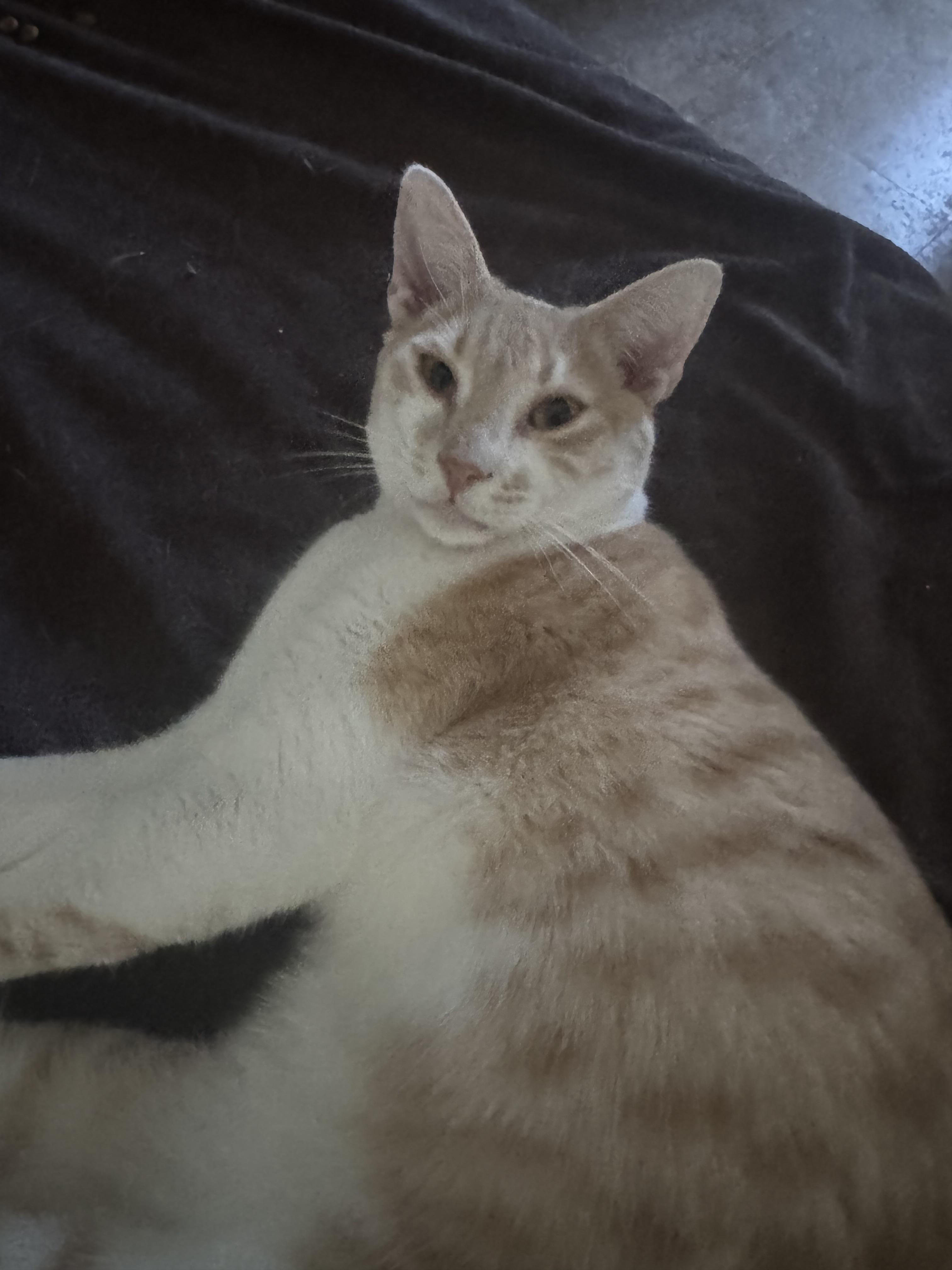 Enlarge Leopoldo, a Adoptable Domestic Short Hair in Lauderhill, FL image 1/1