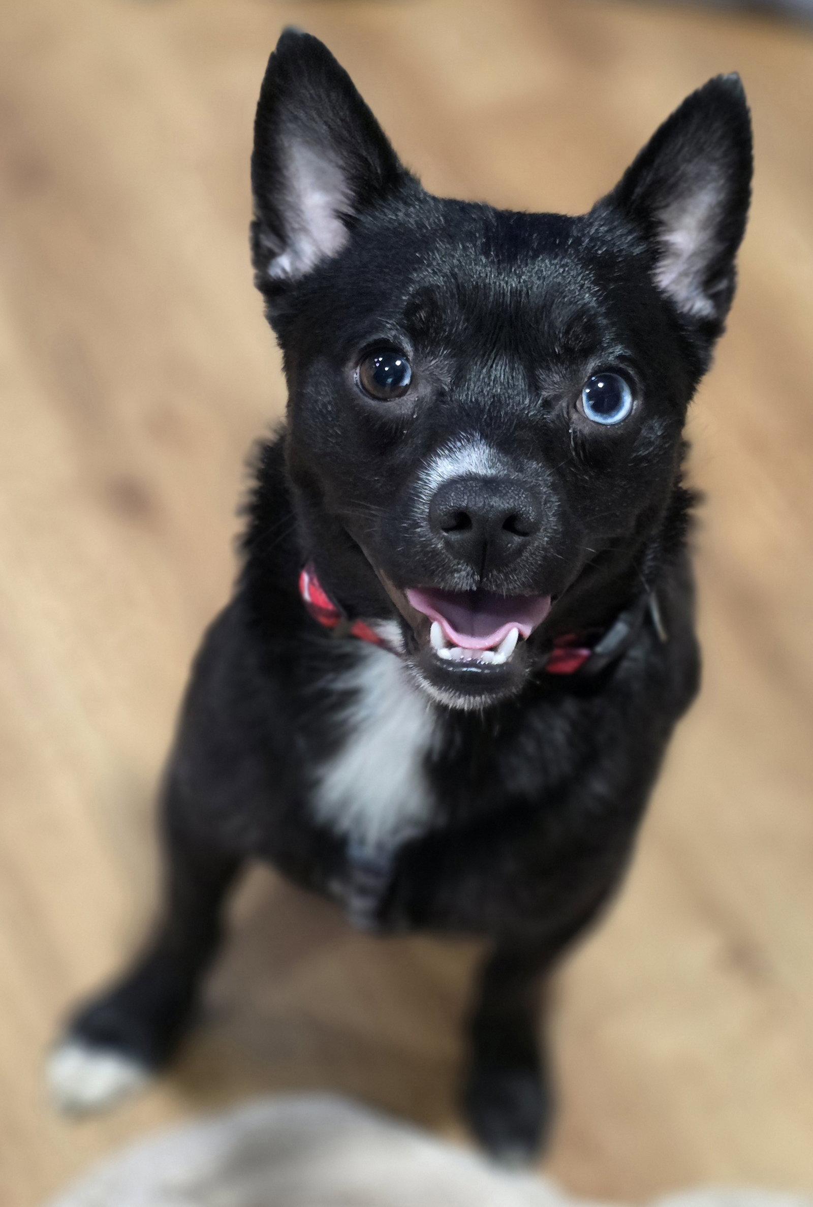 Enlarge Levi, a Adoptable mixed breed in Oxford, MI image 1/1