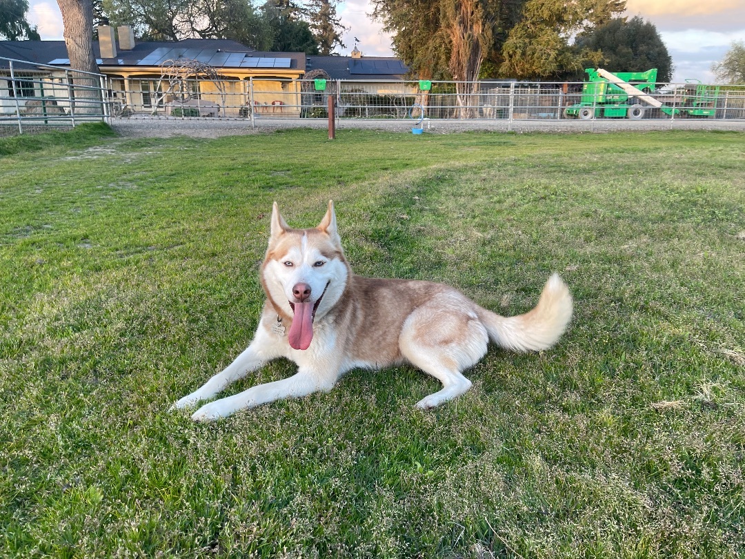 BELLA, a Adopted Husky in Manteca, CA image 1/4