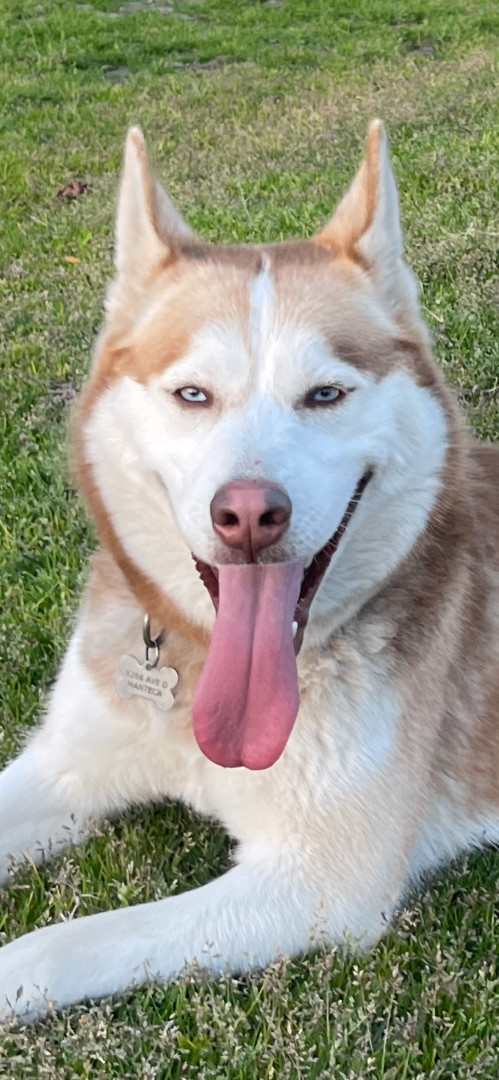 BELLA, a Adopted Husky in Manteca, CA image 2/4