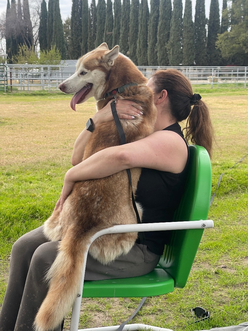 BELLA, a Adopted Husky in Manteca, CA image 3/4