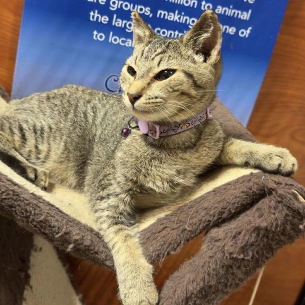 Peanut, Adoptable, Kitten Male Domestic Short Hair.