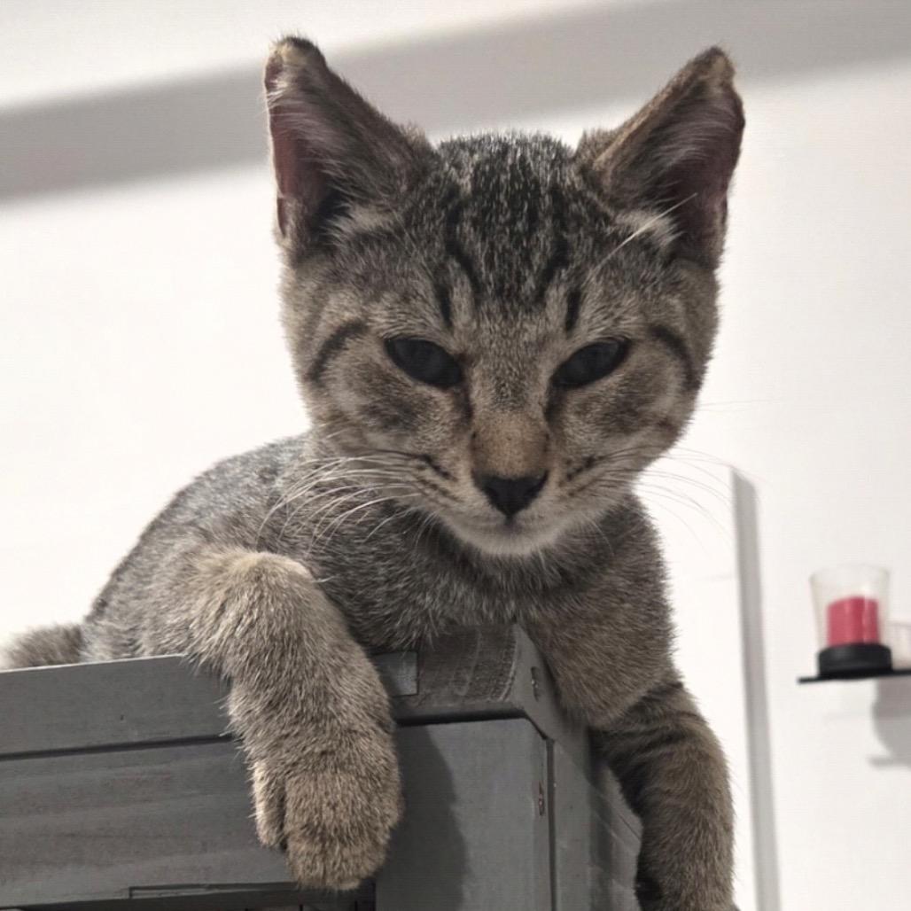 Enlarge Peanut, a Adoptable Domestic Short Hair in Mocksville, NC image 1/2