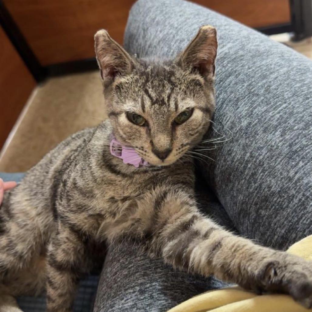 Enlarge Peanut, a Adoptable Domestic Short Hair in Mocksville, NC image 3/4
