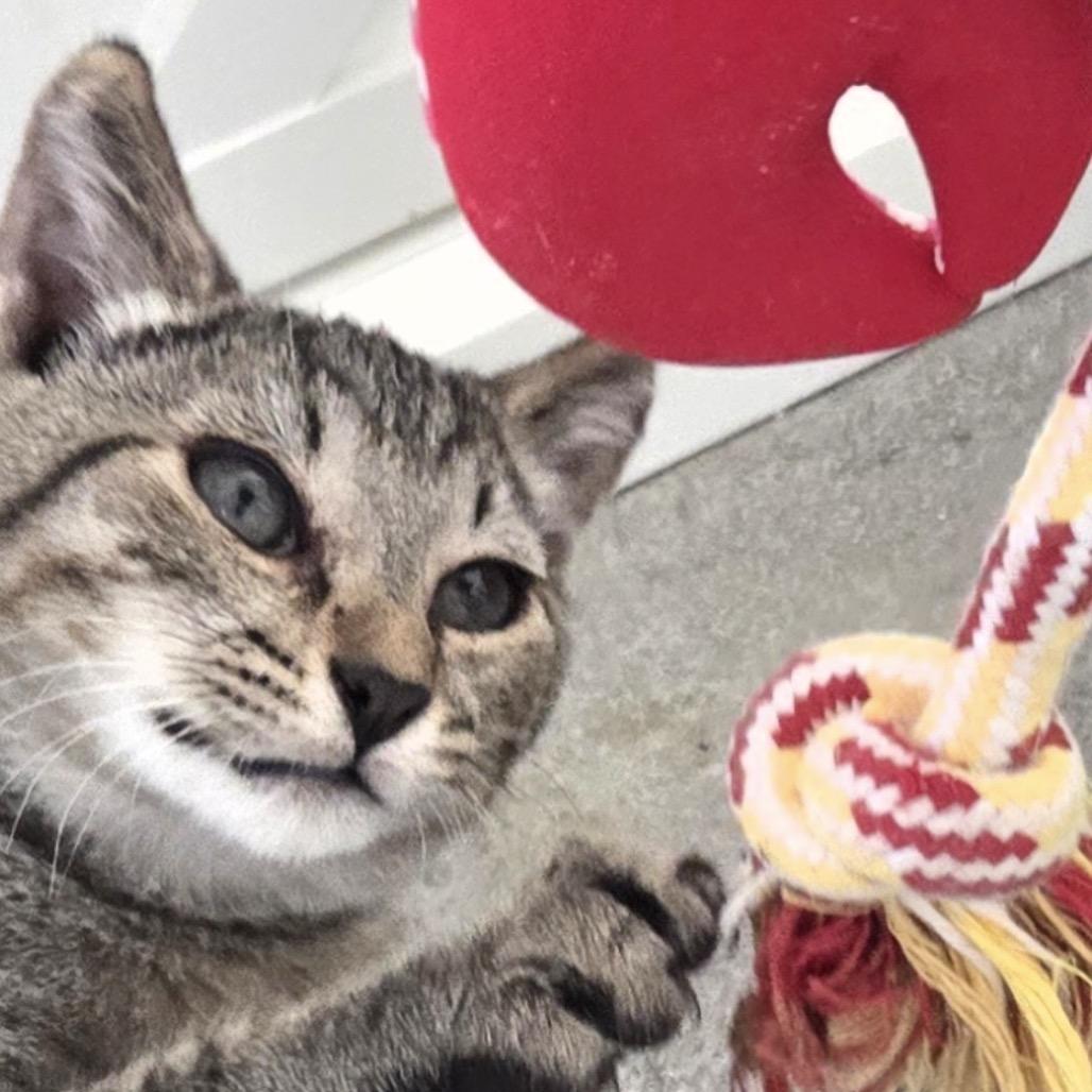 Enlarge Peanut, a Adoptable Domestic Short Hair in Mocksville, NC image 2/2