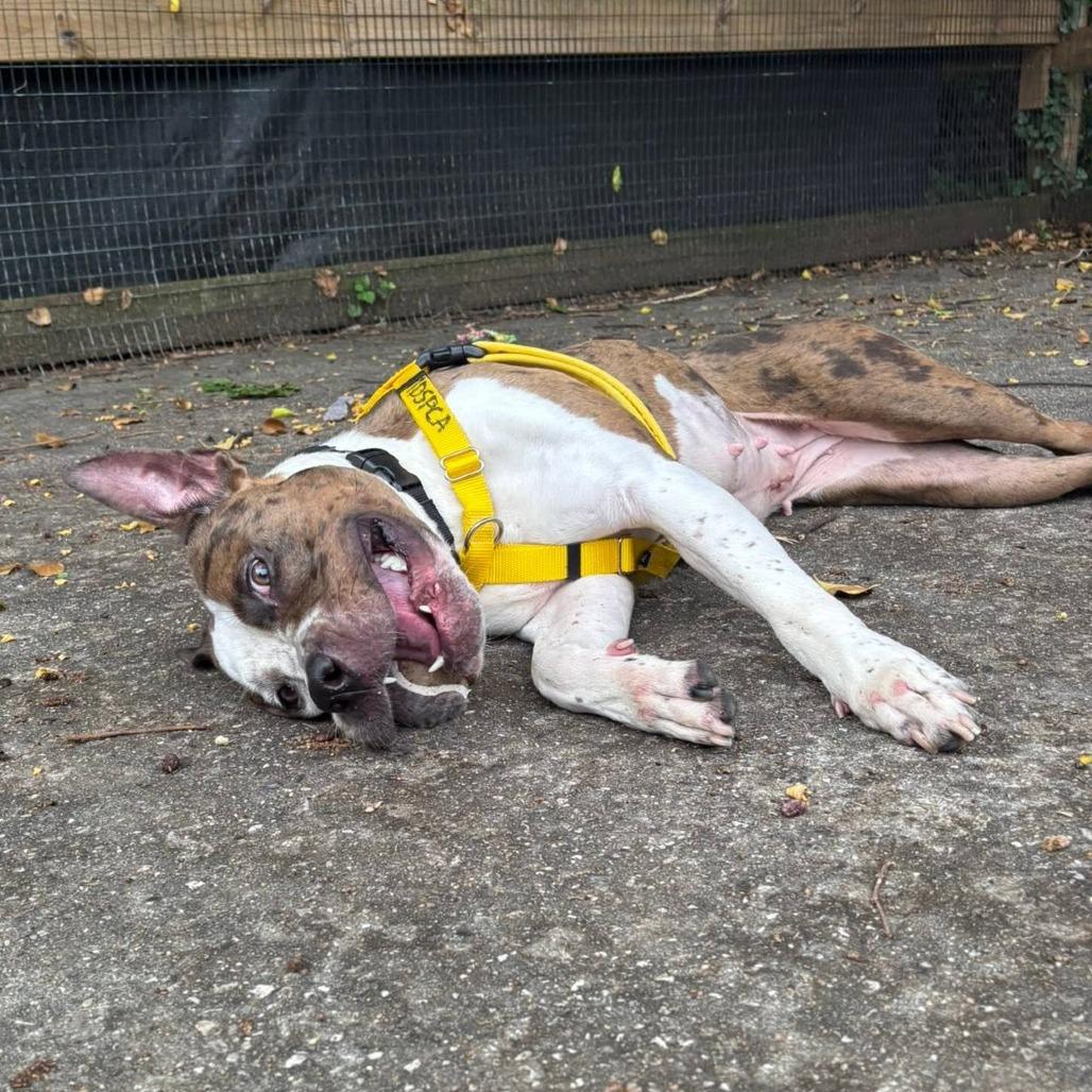 Enlarge Whipney, a Adoptable Pit Bull Terrier in Baltimore, MD image 1/6