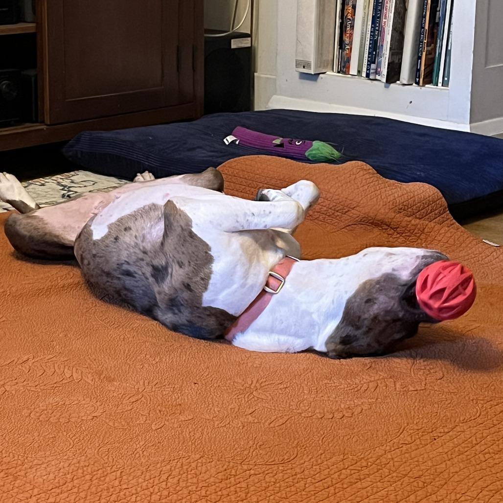 Enlarge Whipney, a Adoptable Pit Bull Terrier in Baltimore, MD image 2/6