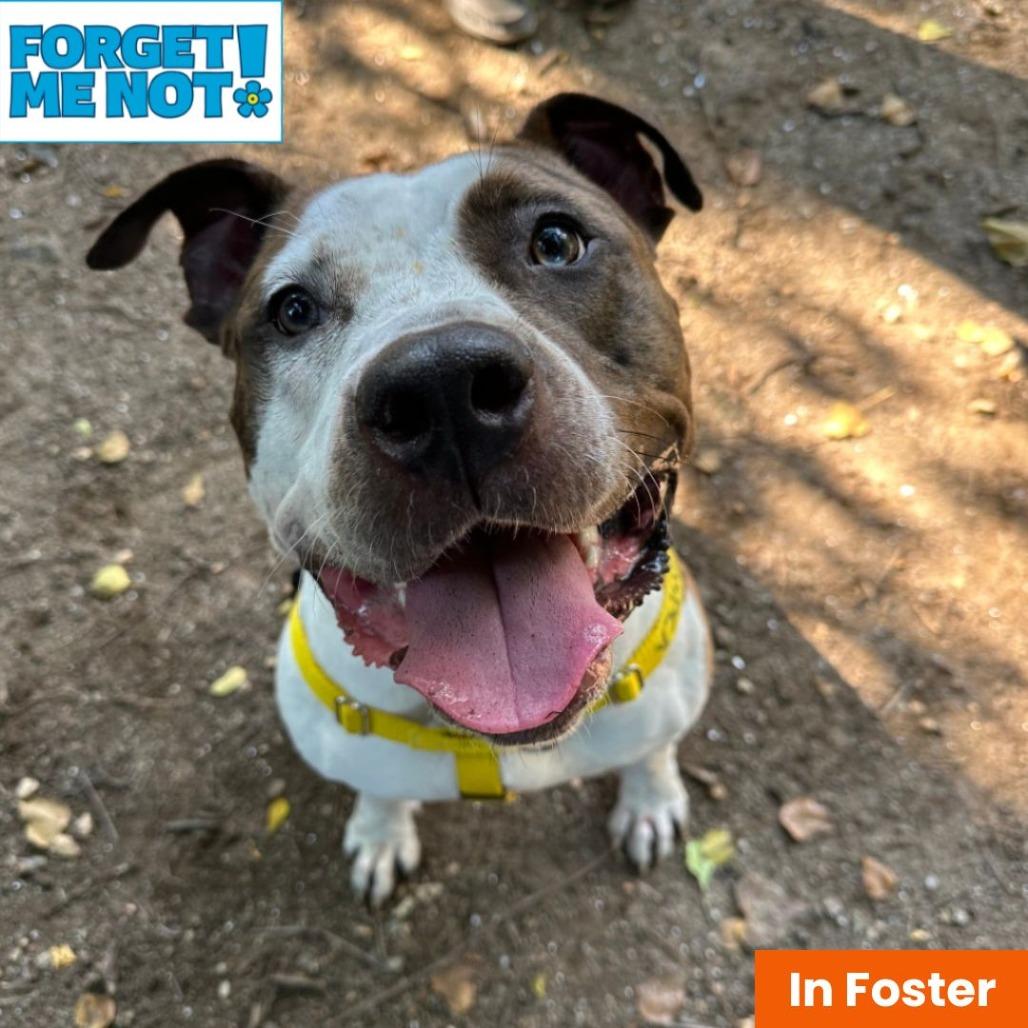 Enlarge Whipney, a Adoptable Pit Bull Terrier in Baltimore, MD image 4/6