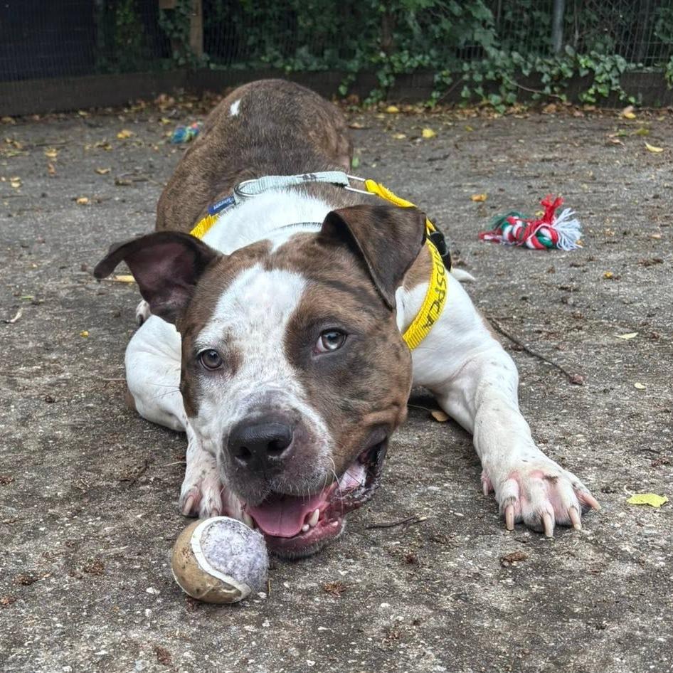 Enlarge Whipney, a Adoptable Pit Bull Terrier in Baltimore, MD image 5/6