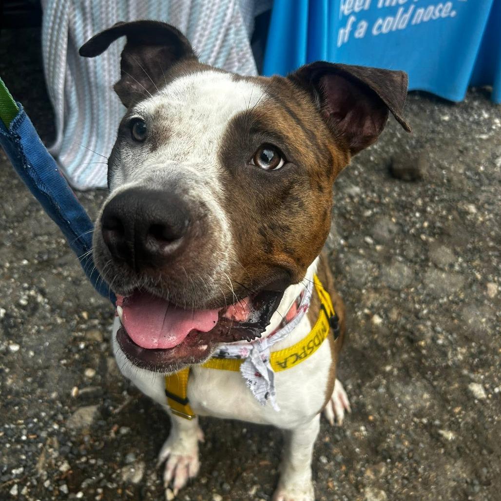 Enlarge Whipney, a Adoptable Pit Bull Terrier in Baltimore, MD image 6/6