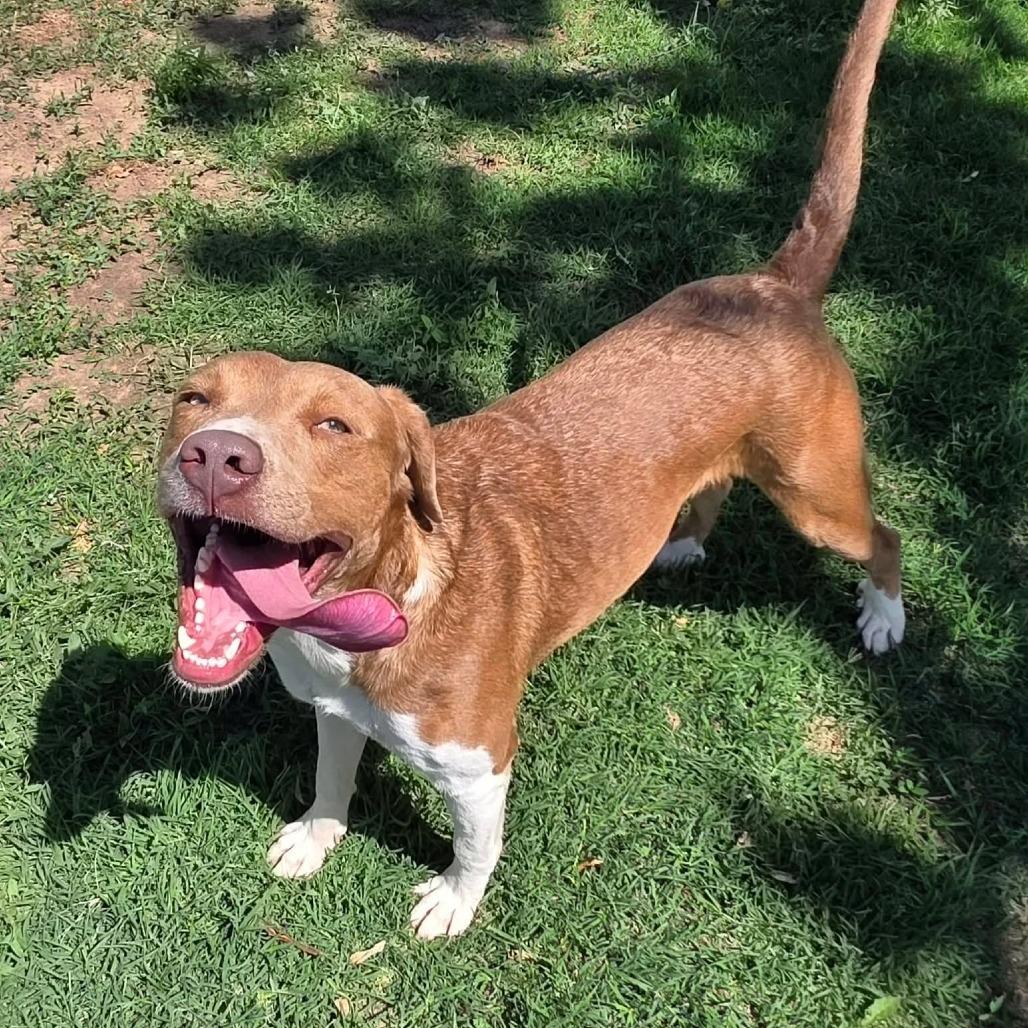 Pearl, Adoptable, Young Female Pit Bull Terrier & Mixed Breed.