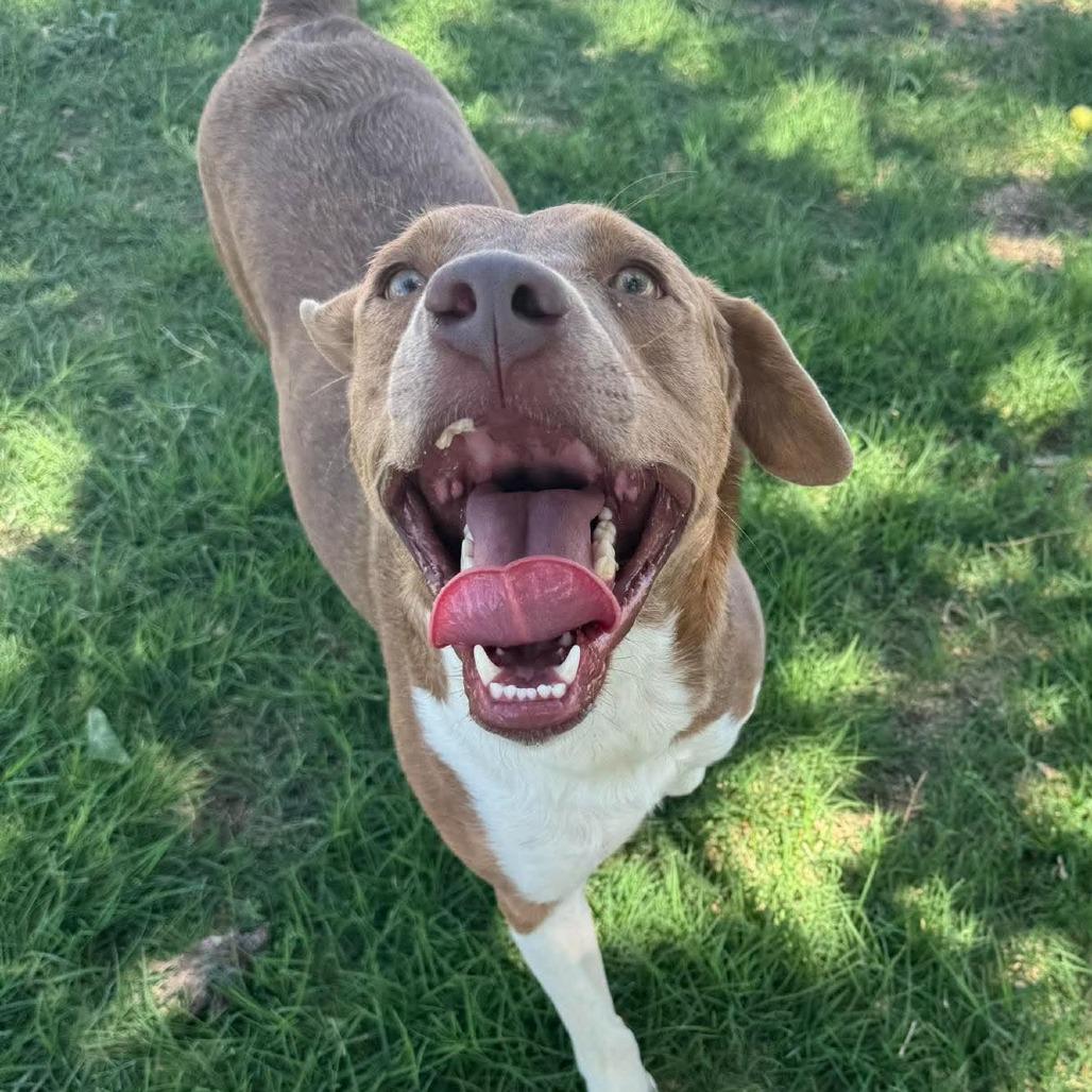 Enlarge Pearl, a Adoptable mixed breed in Amarillo, TX image 2/5