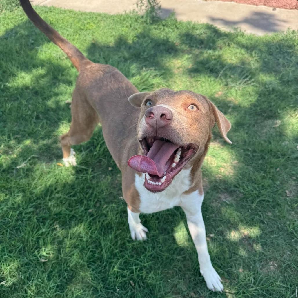 Enlarge Pearl, a Adoptable mixed breed in Amarillo, TX image 3/5