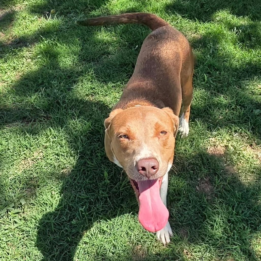 Enlarge Pearl, a Adoptable mixed breed in Amarillo, TX image 5/5