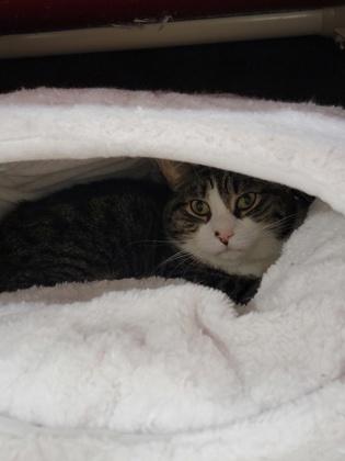 Harry, Adoptable, Adult Male Domestic Short Hair & Domestic Short Hair.