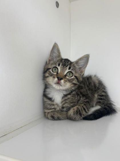 Enlarge Pirate, a Adoptable mixed breed in Manteo, NC image 1/1