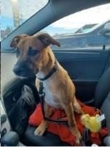 Letty, ADOPTABLE, Young Female Terrier.